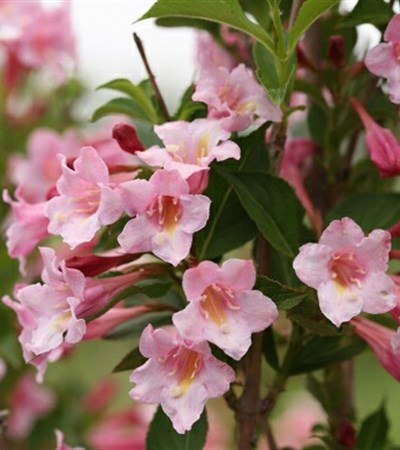 Weigela Sonic Bloom® Pure Pink